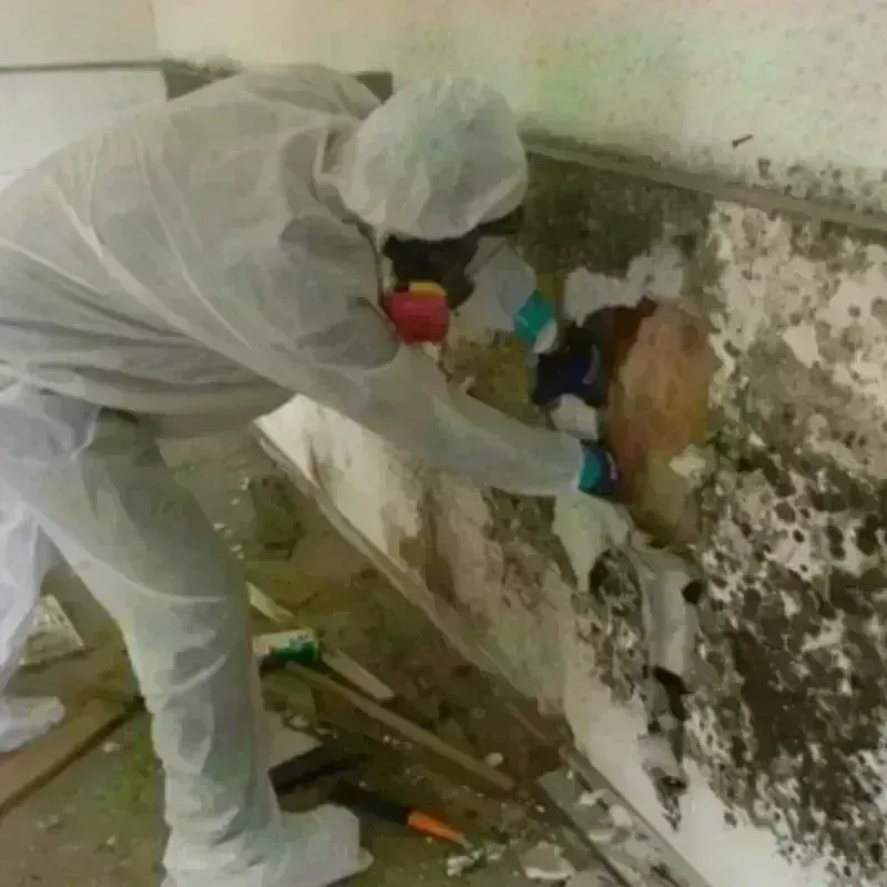 Mold Remediation and Removal in Elk Plain, WA